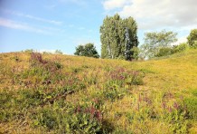 Malerische Schönheit im Görlitzer Park