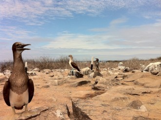 Nazca-Tölpel, lat. Sula granti (vorne) und Blaufußtölpel, lat. Sula nebouxii, hinten im Bild auf der Galapagos-Insel Española 