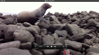 Seelöwe-Videoausschnitt, was da so alles kreucht und fleucht, während der Seelöwe uns scheucht