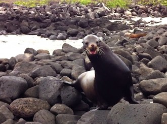 Seelöwe in Angriffslaune am Steg auf der Galapagos-Insel Español