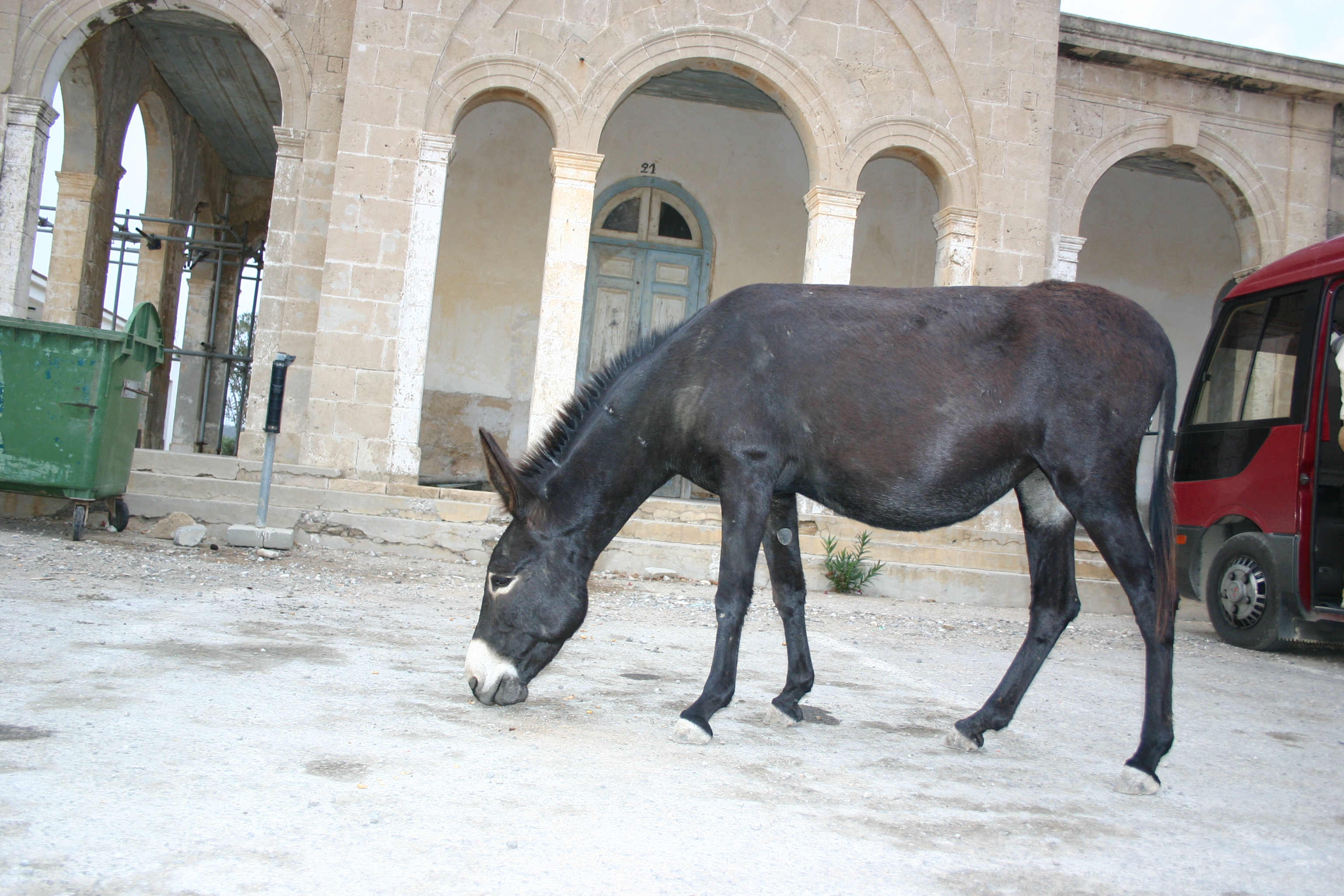 Esel am Andreaskloster, im Norden der Türkischen Republik Nord-Zypern