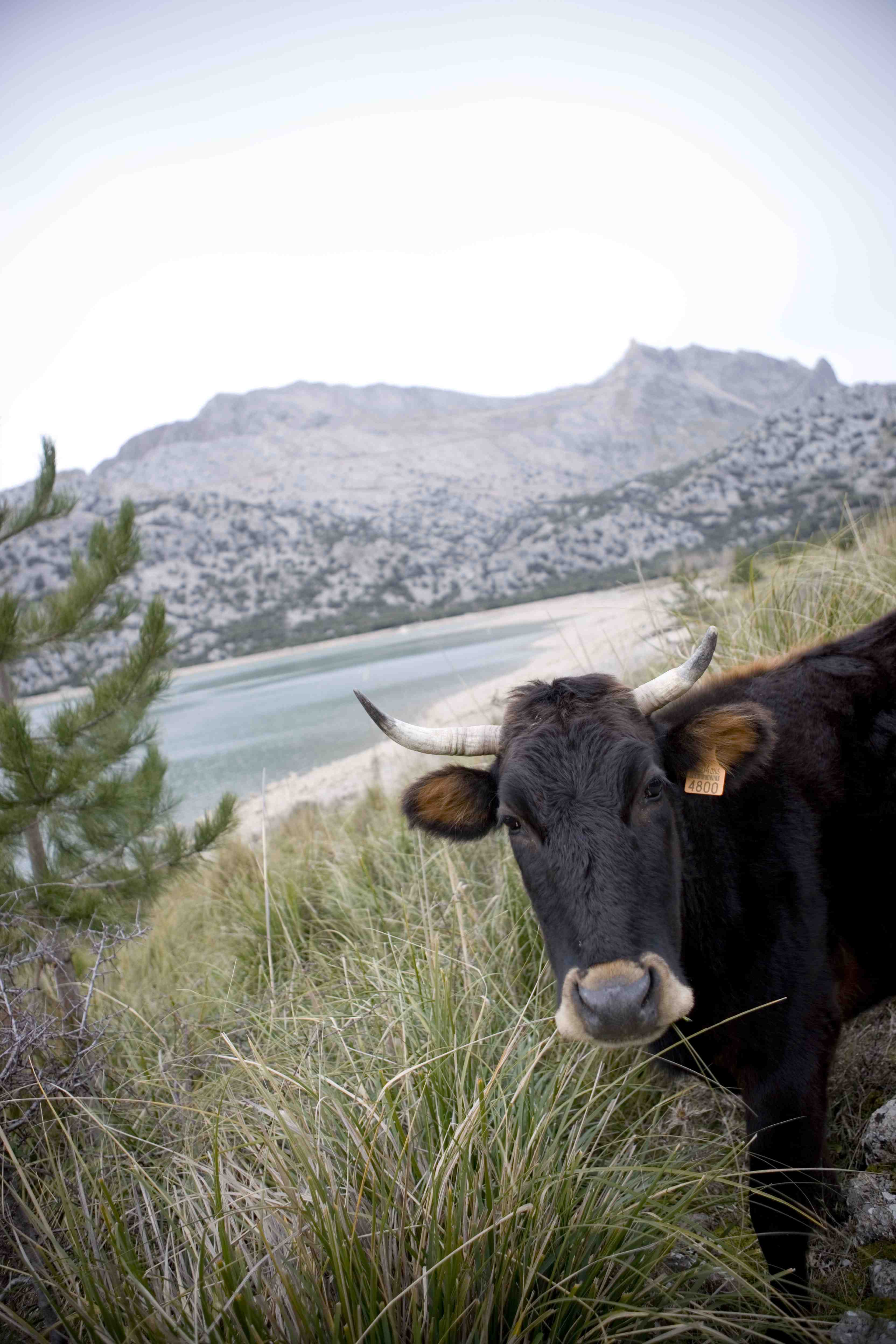 Kühe in der Nähe des Cuber-Stausees auf Mallorca im Tramuntana-Gebirge