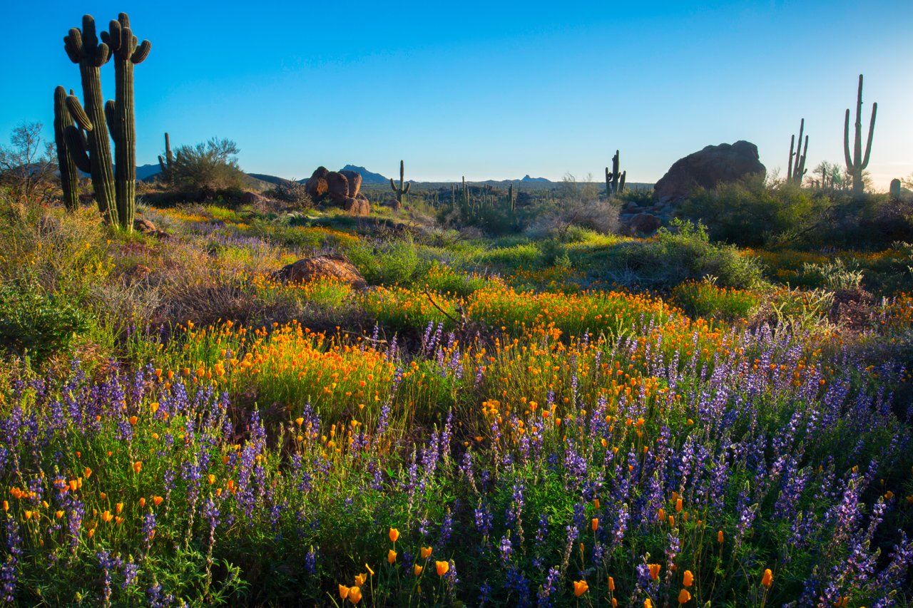 USA: Blumenmeer in der Prärie von Scottsdale in der beeindruckenden Natur von Arizona