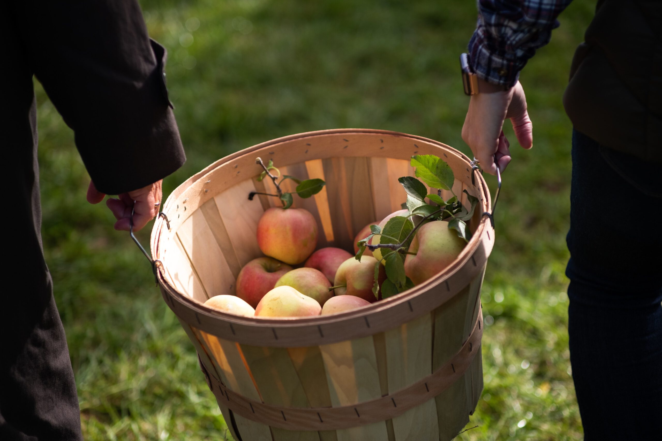 Lewin Farm in Calverton. Dort lassen sich im Herbst nicht nur Äpfel, sondern auch Tomaten, Kürbisse und frischer Pfeffer ernten.