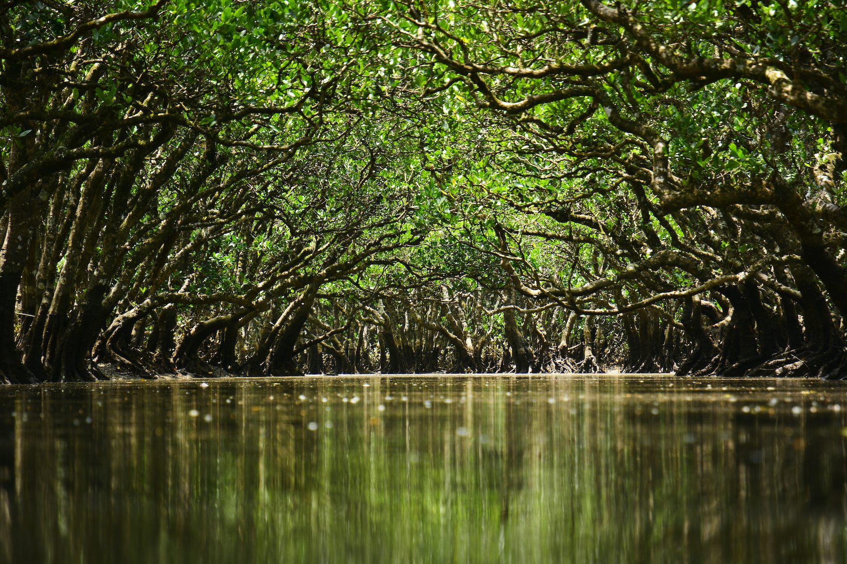 Amami-Ōshima - Der Mangrovenwald ist vielen Tieren ein unabdingbarer Lebensraum. Den Menschen dient er als Schutzwall vor Stürmen und Überschwemmungen. ©OCVB_KPVB.JPG