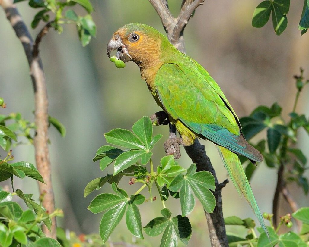 Grüner Papagei Arubas exotische Vogelarten hautnah erleben 