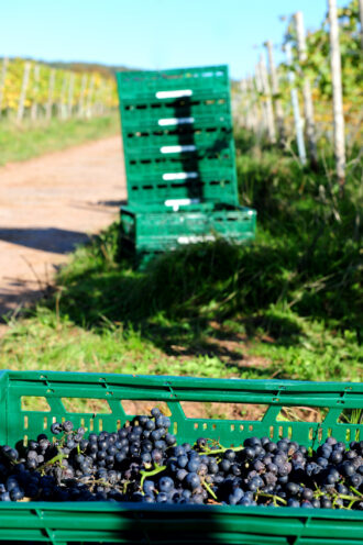 Heitlinger Weinlese an den den großen Gewächsen der Weinrebensorte für den Koenigsbecher PinotNoir. Foto: ©WeingutHeitlinger_jochensteinmetz