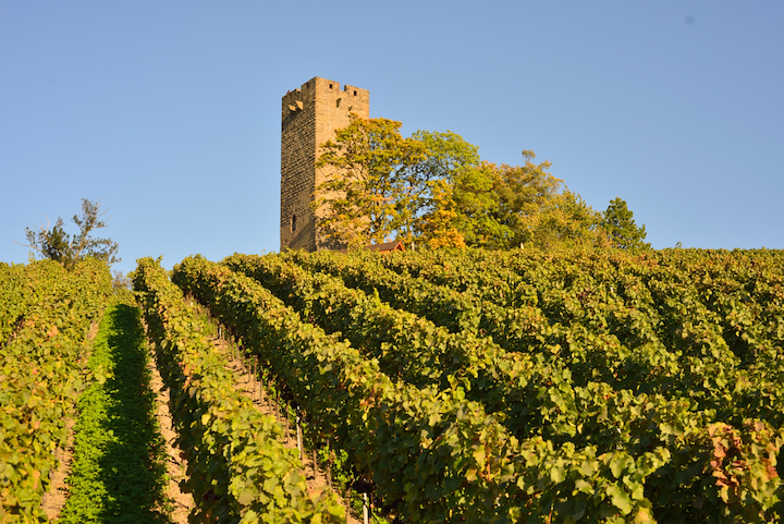 Seit 2010 sind Heitlinger und Burg Ravensburg biozertifiziert und setzen auf einen biologisch aktiven Boden als natürliche Voraussetzung für gesunde und stabile Reben.